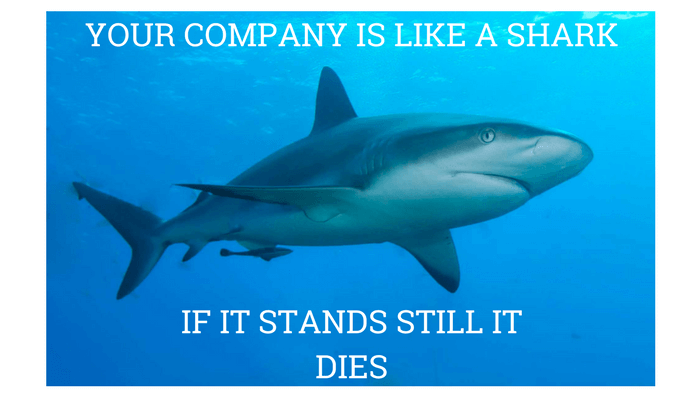 your company is like a shark