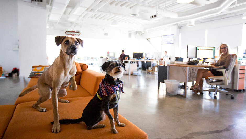 dogs in the office as an employee incentive